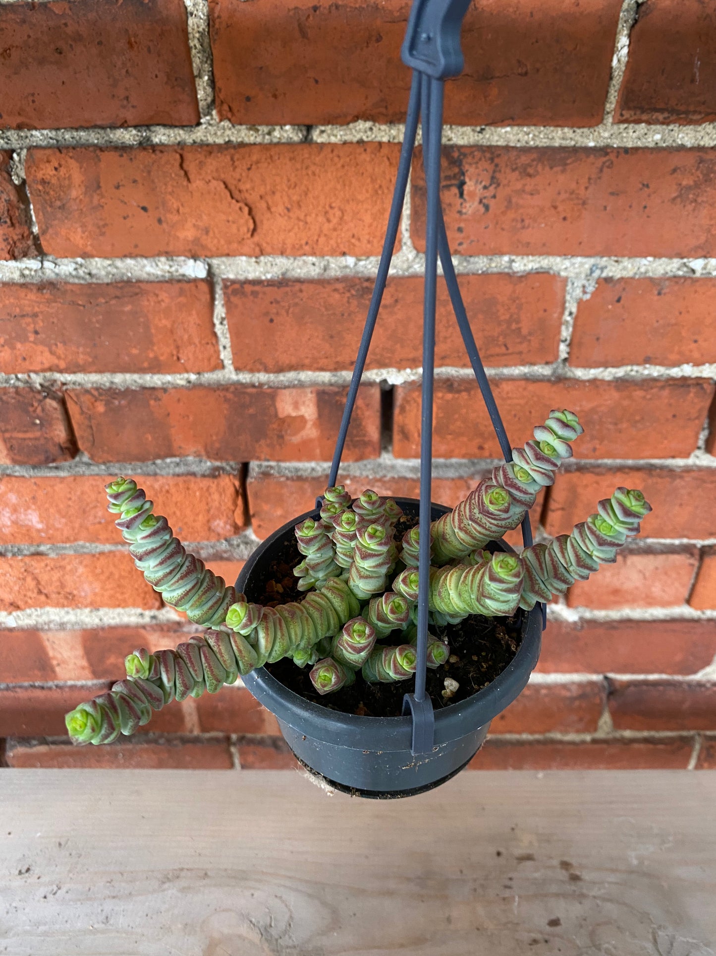 Crassula 'Hottentrot' - 4" Hanging Basket