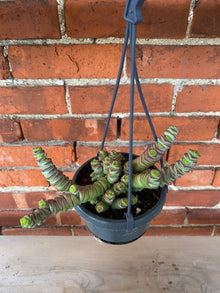 Crassula 'Hottentrot' - 4" Hanging Basket