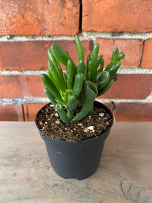 Crassula ovata ‘Gollum Jade’