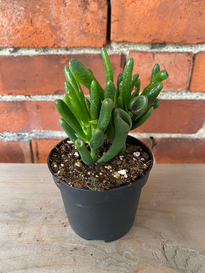 Crassula ovata ‘Gollum Jade’