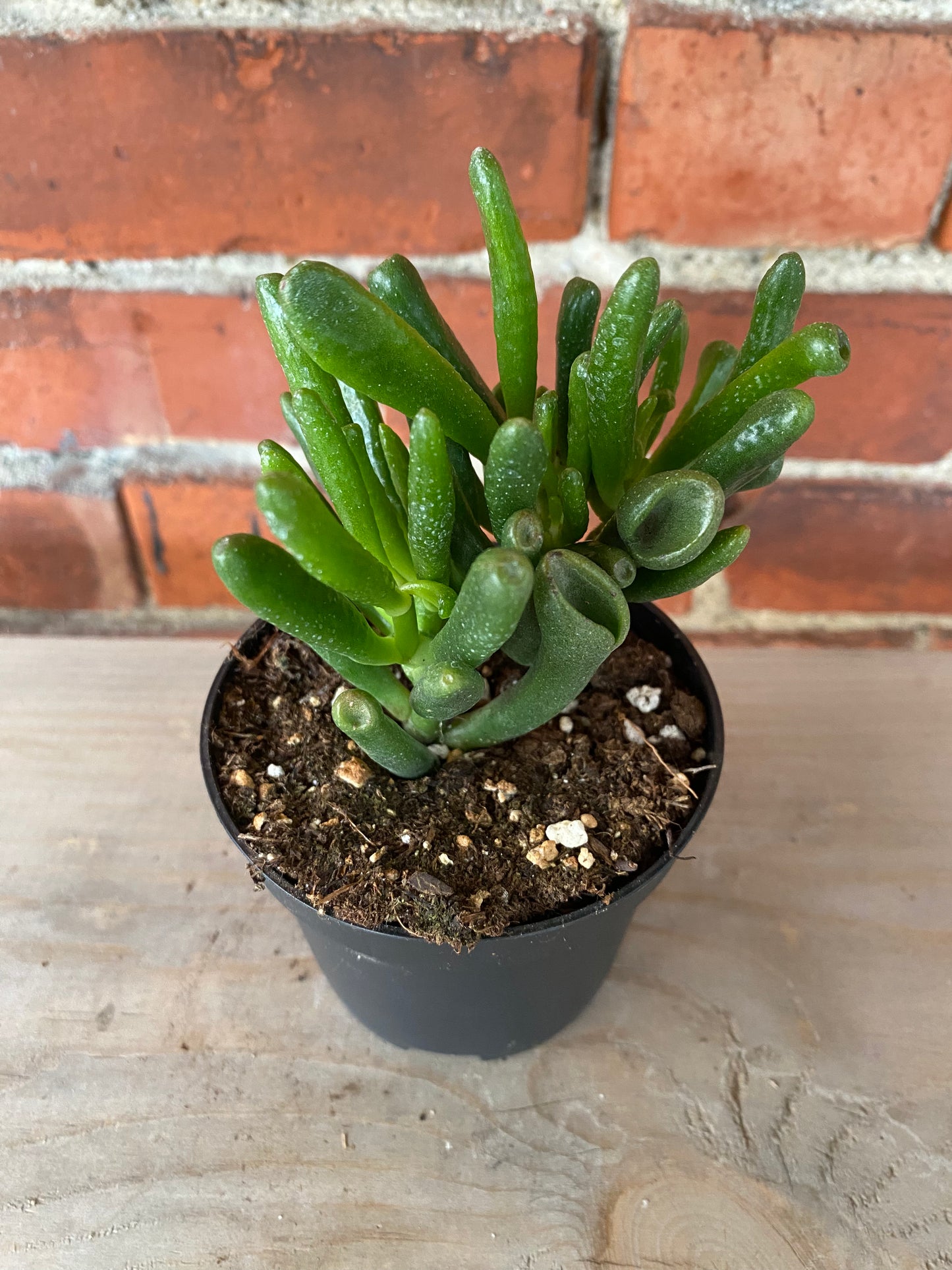Crassula ovata ‘Gollum Jade’