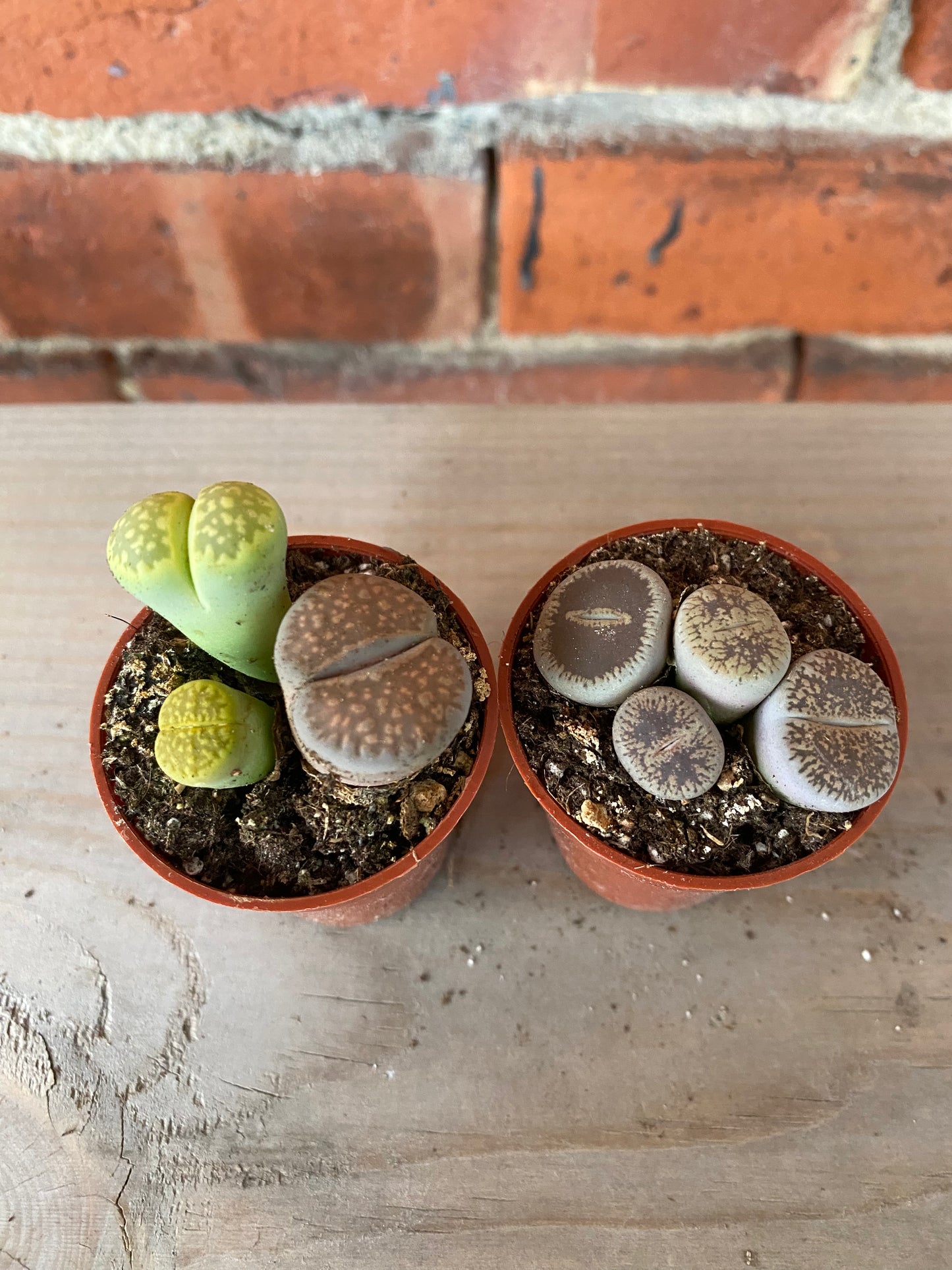 Lithops ‘Living Stones’