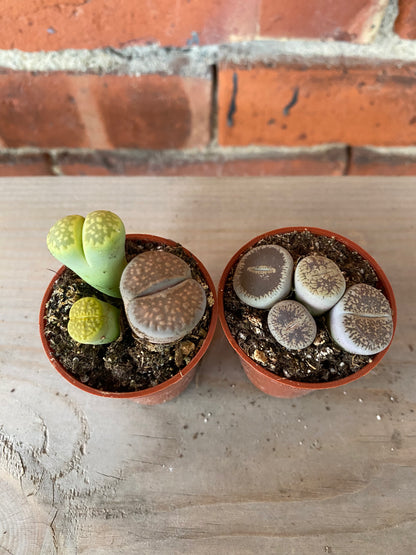 Lithops ‘Living Stones’