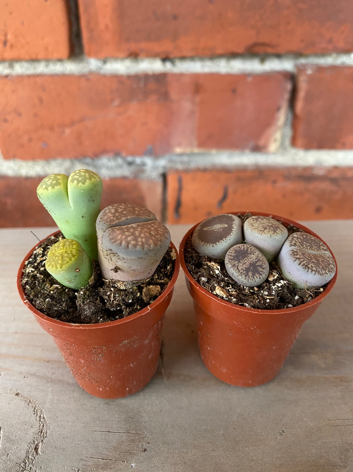 Lithops ‘Living Stones’