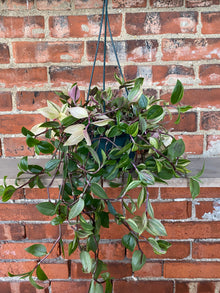 Tradescantia fluminensis 'Tricolor' - 6" Hanging Basket