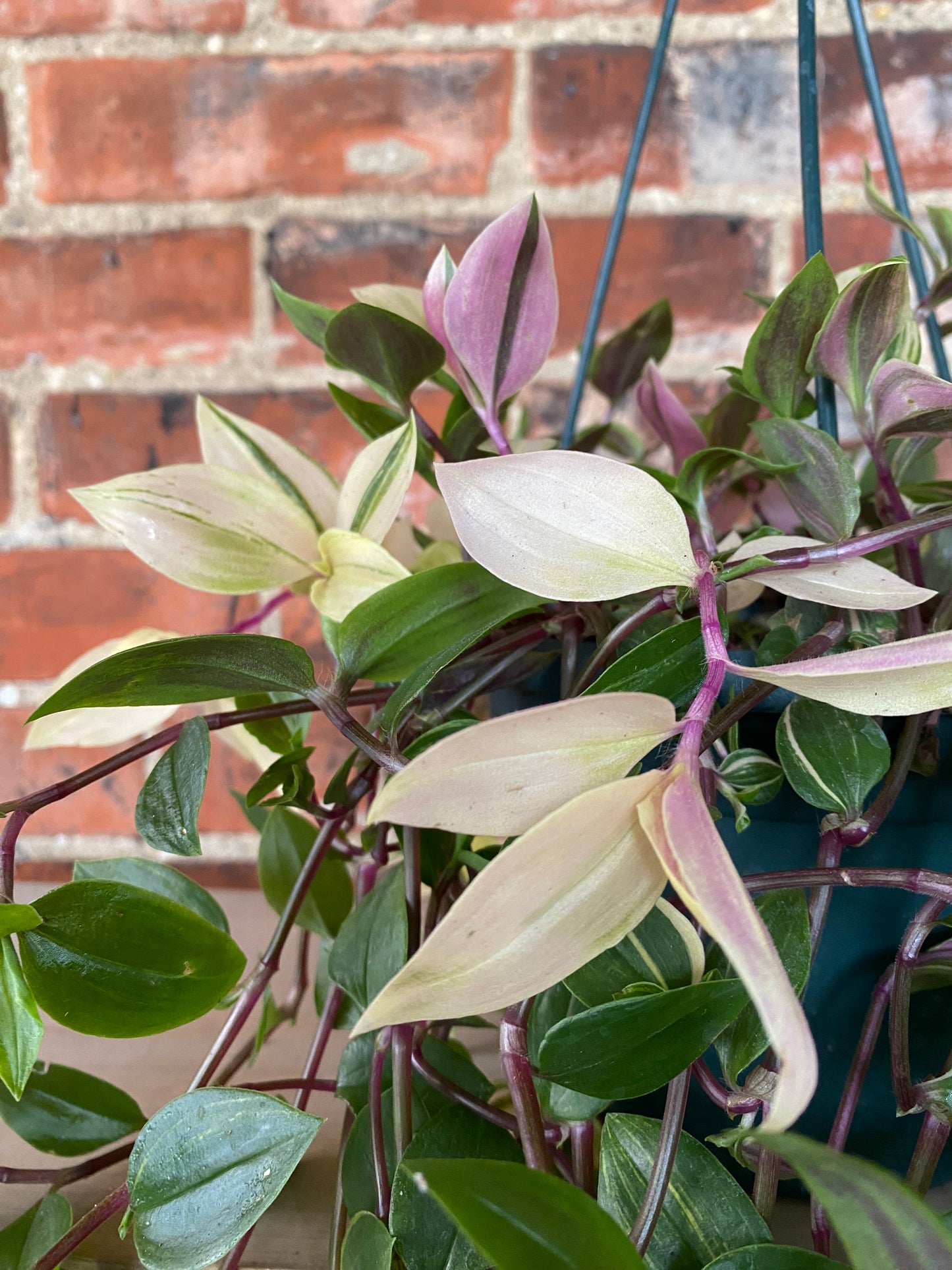 Tradescantia fluminensis 'Tricolor' - 6" Hanging Basket