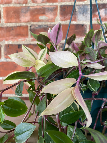 Tradescantia fluminensis 'Tricolor' - 6" Hanging Basket