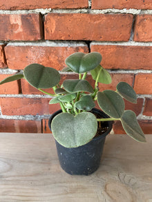 Peperomia incana 'Felted Peperomia'