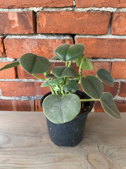 Peperomia incana 'Felted Peperomia'