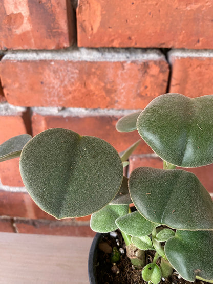 Peperomia incana 'Felted Peperomia'