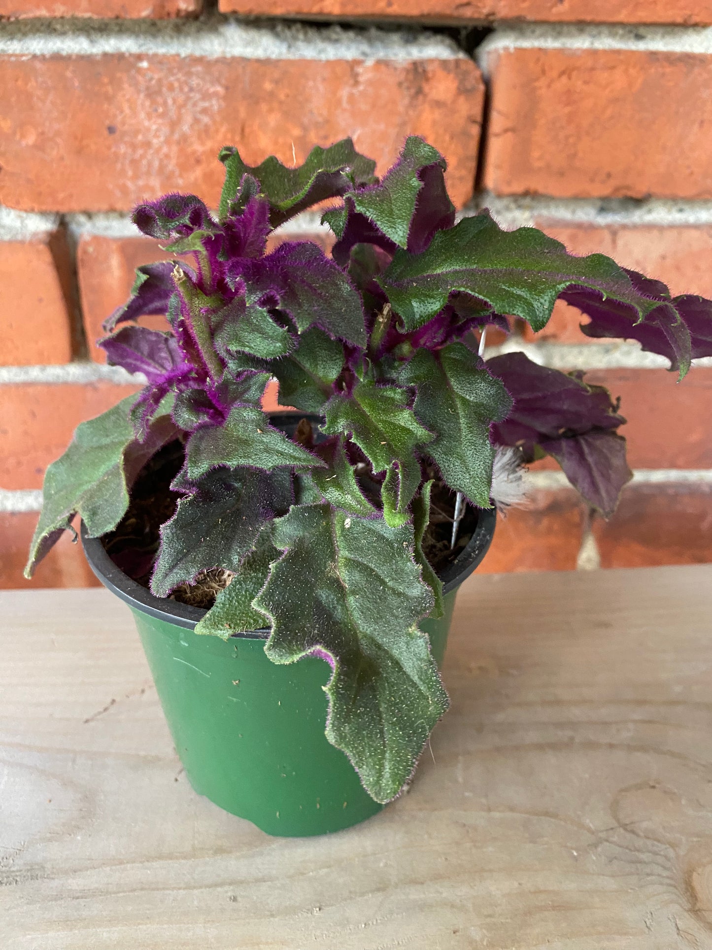 Gynura Aurantiaca 'Purple Passion'