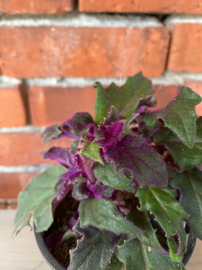 Gynura Aurantiaca 'Purple Passion'