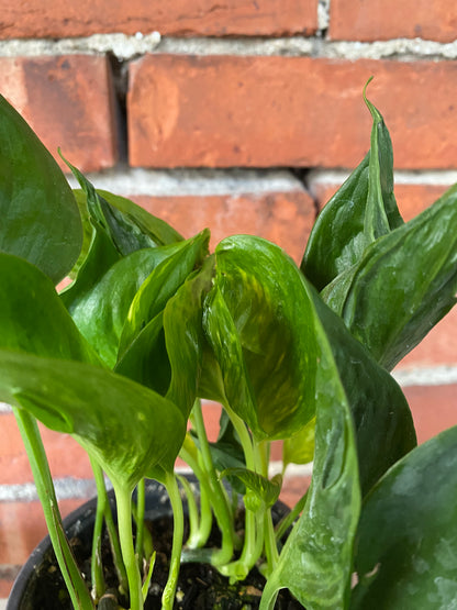 Epipremnum 'Shangri-la'