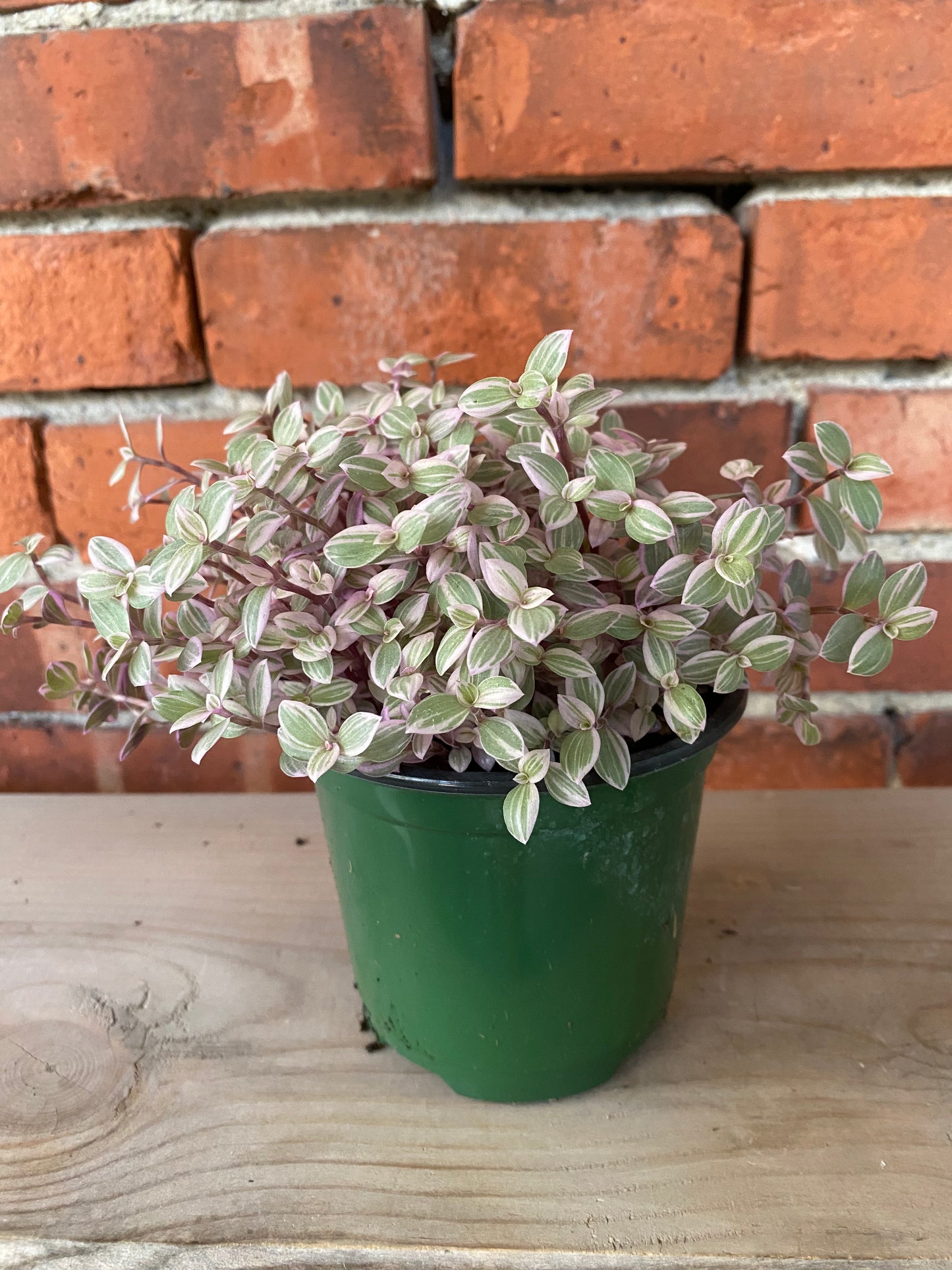 Callisia repens 'Pink Panther'