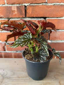 Begonia 'Spotlight Dark' - 4.5" Pot