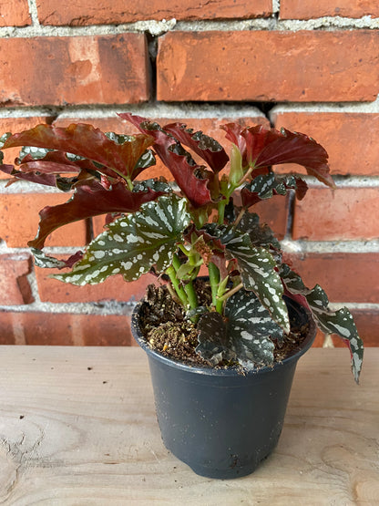 Begonia 'Spotlight Dark' - 4.5" Pot