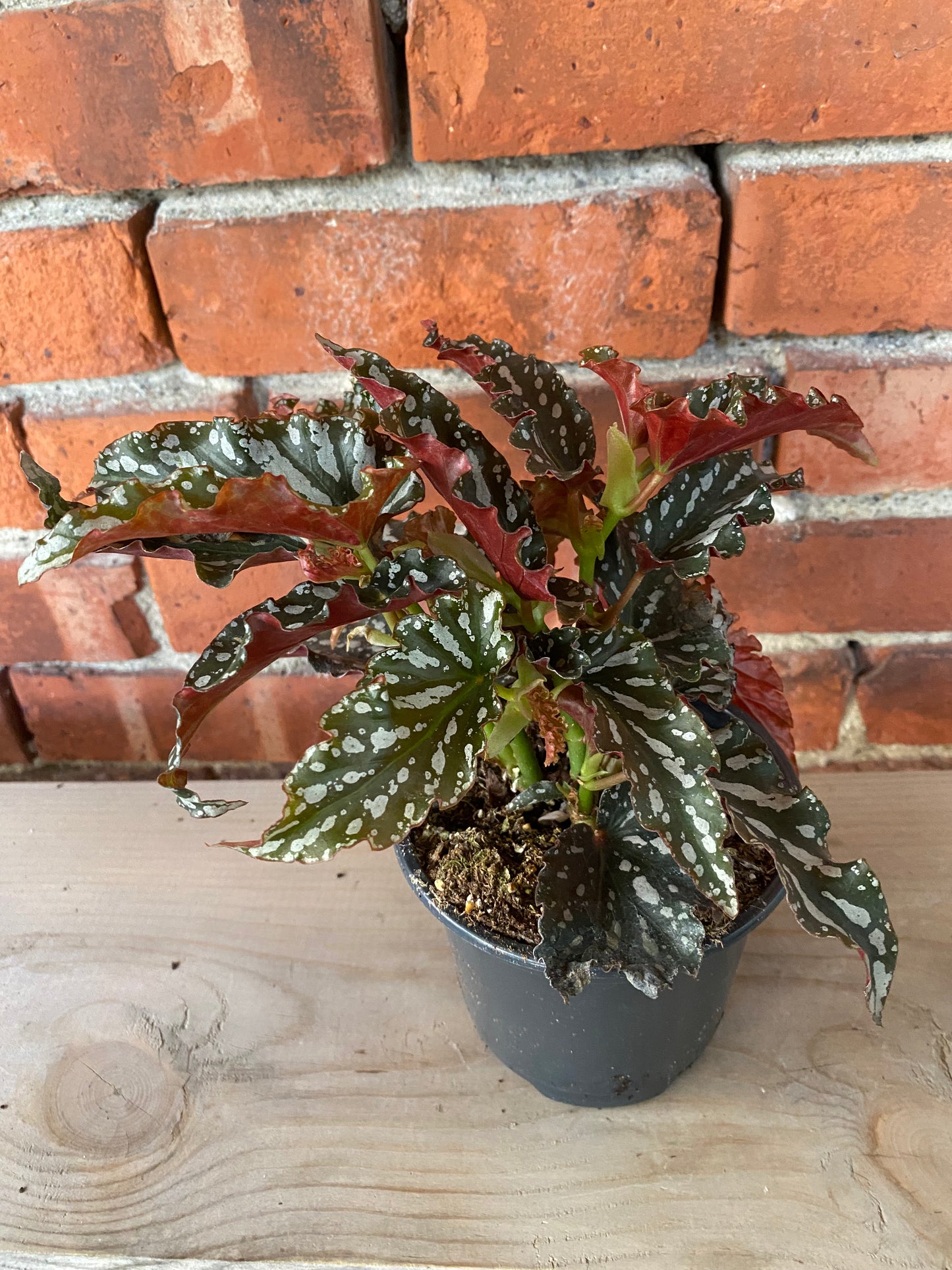 Begonia 'Spotlight Dark' - 4.5" Pot