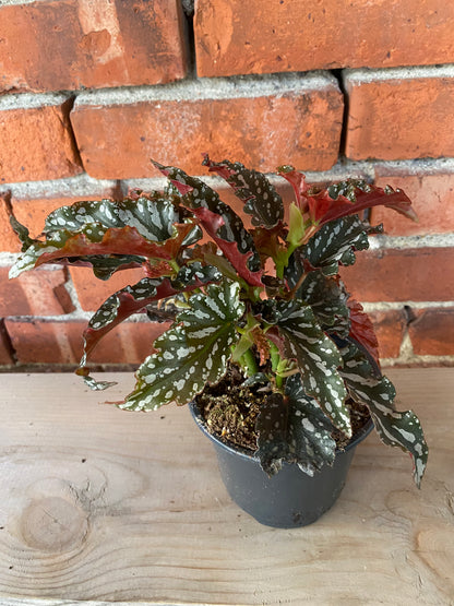 Begonia 'Spotlight Dark' - 4.5" Pot