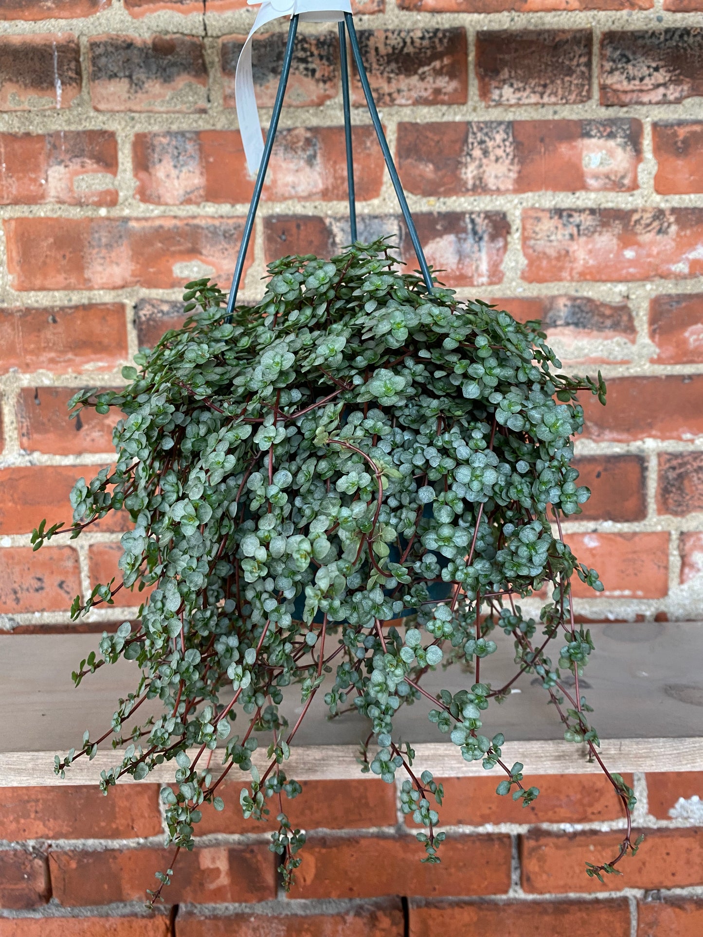 Pilea glauca ‘Blue Baby Tears’ - 6" Hanging Basket