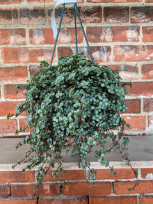 Pilea glauca ‘Blue Baby Tears’ - 6" Hanging Basket