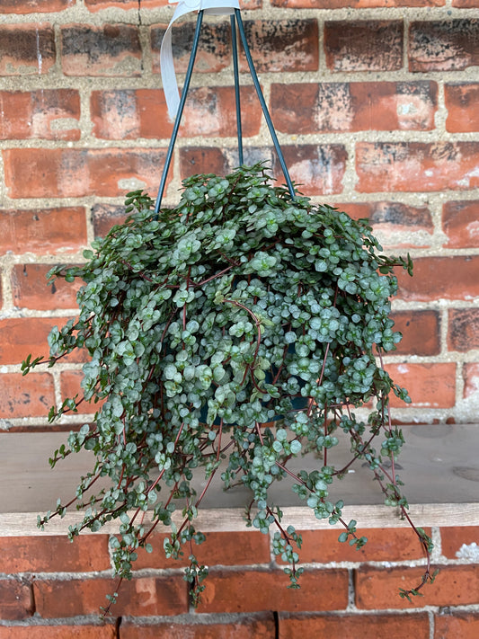 Pilea glauca ‘Blue Baby Tears’ - 6" Hanging Basket