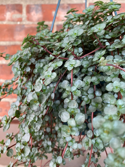 Pilea glauca ‘Blue Baby Tears’ - 6" Hanging Basket