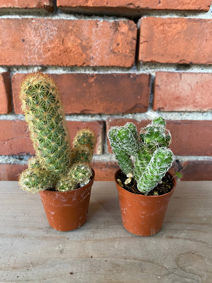 Cacti 'Assorted Varieties'