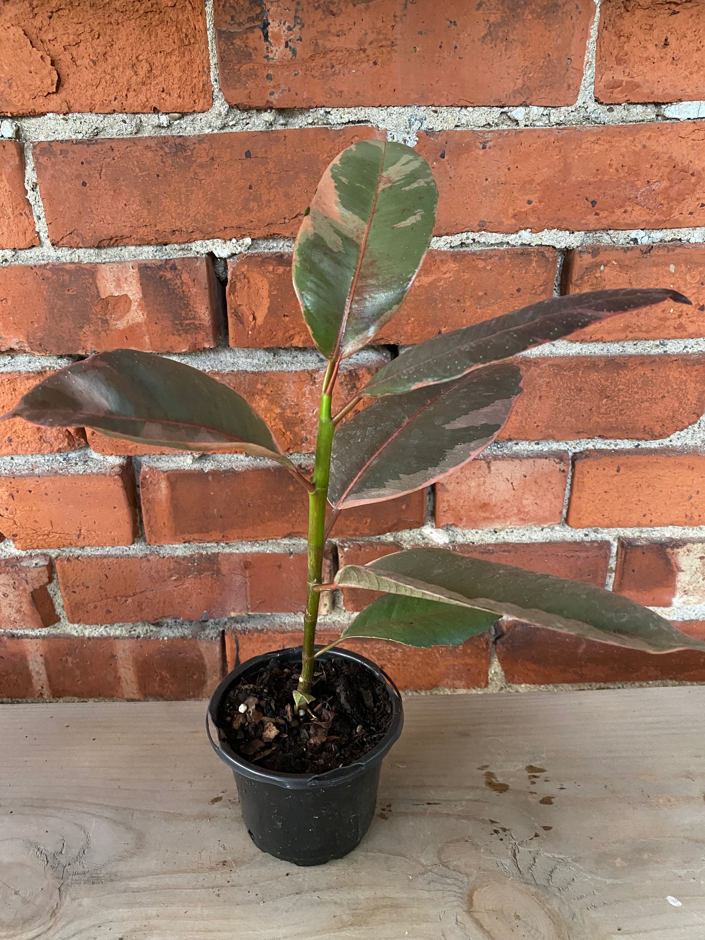 Ficus elastica 'Ruby'