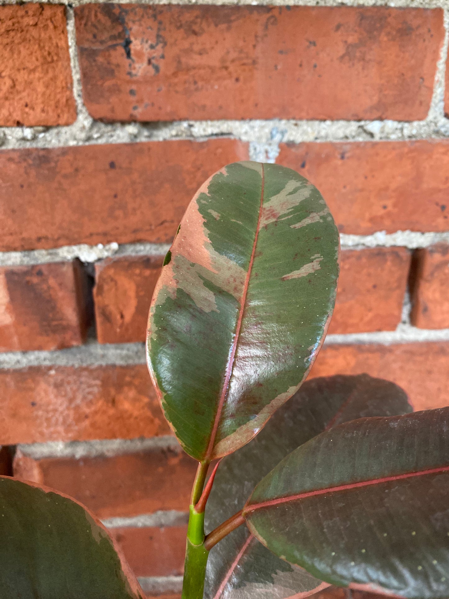 Ficus elastica 'Ruby'