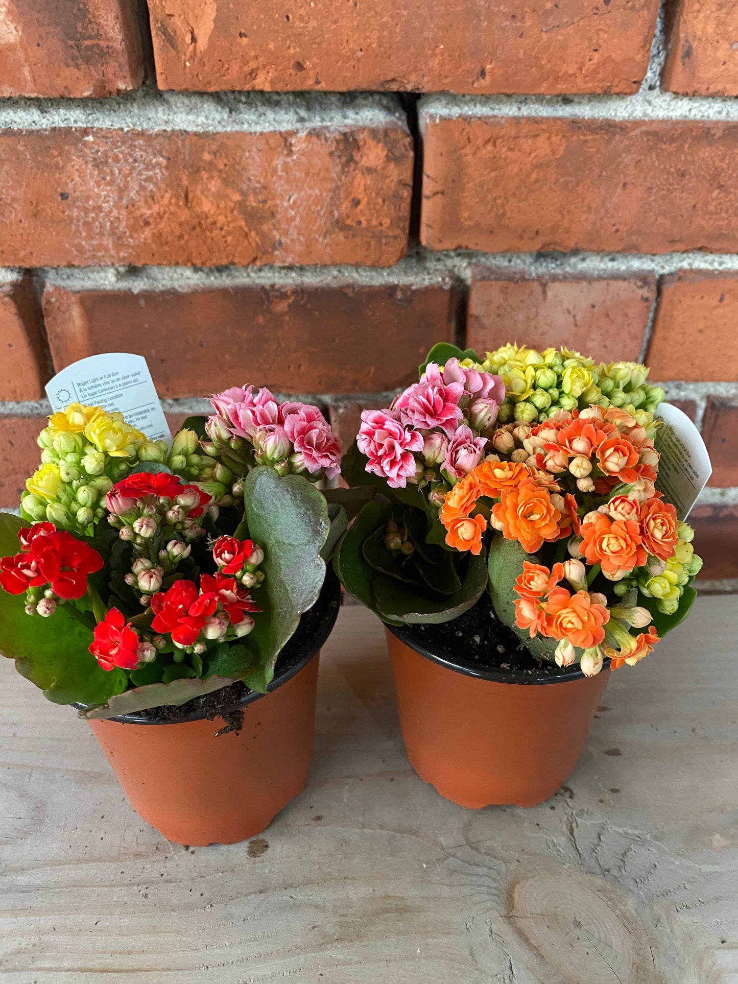 Kalanchoe 'Flowering Succulent'