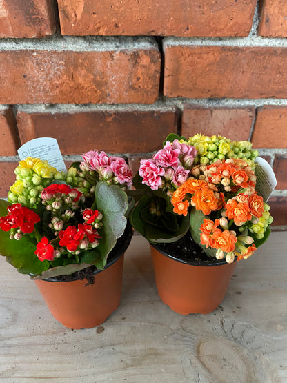 Kalanchoe 'Flowering Succulent'