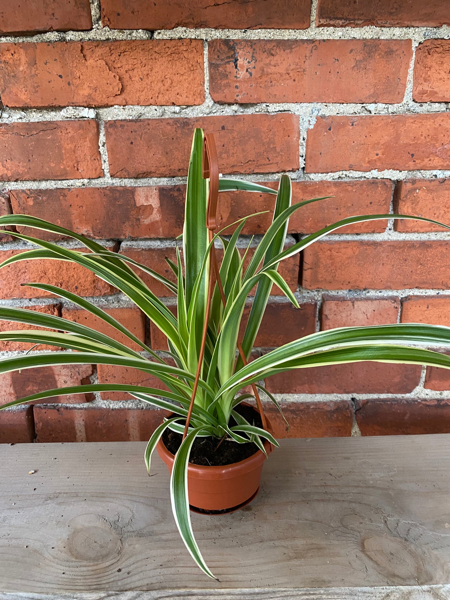 Chlorophytum comosum ‘Reverse Variegated Spider Plant’