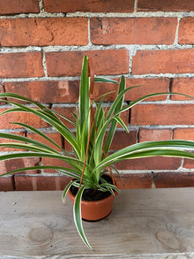 Chlorophytum comosum ‘Reverse Variegated Spider Plant’