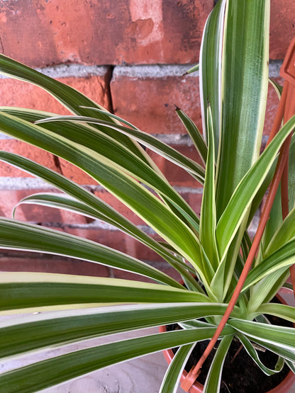 Chlorophytum comosum ‘Reverse Variegated Spider Plant’
