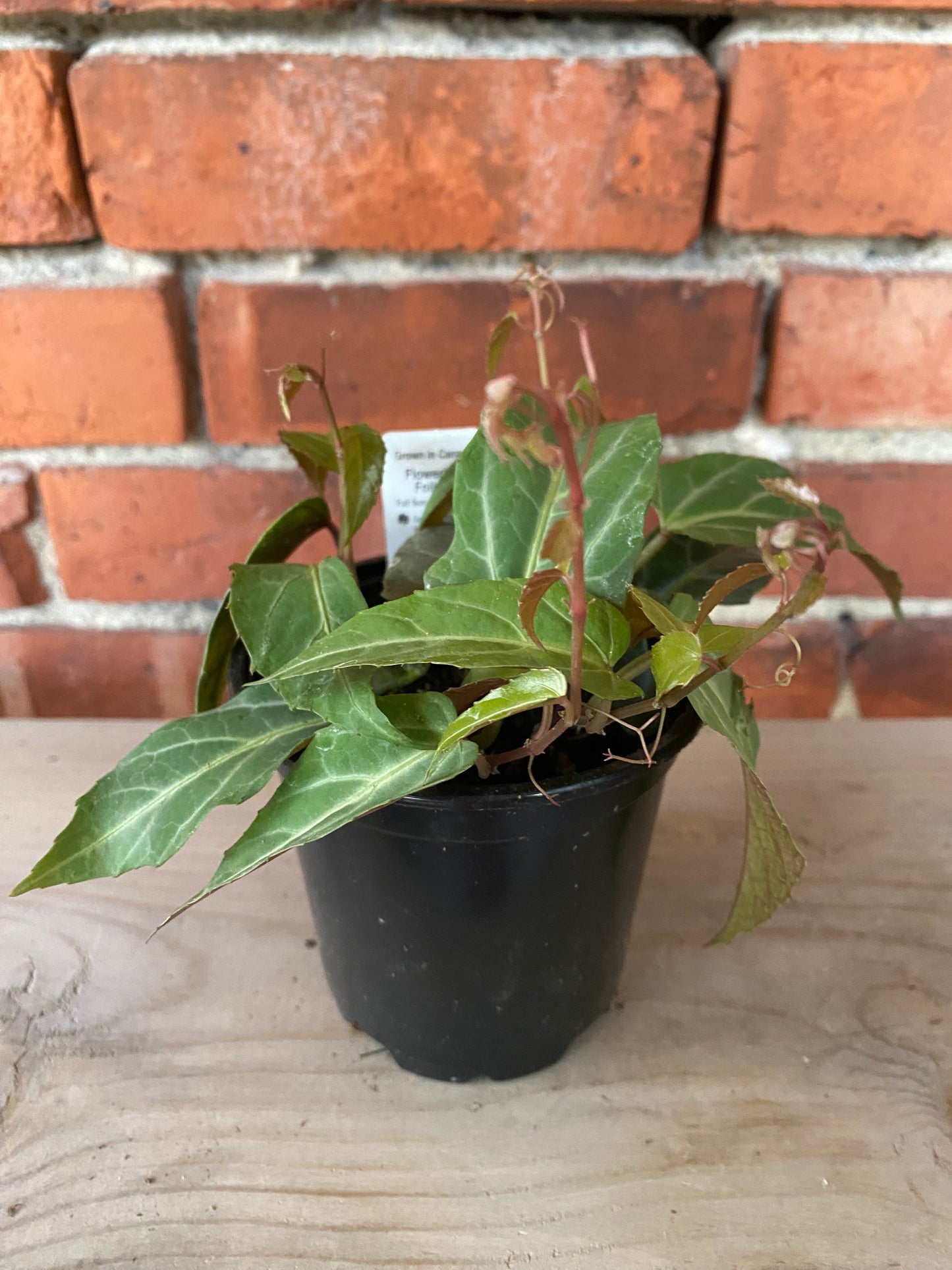Cissus amazonica 'Jungle Vine' - 4" Pot