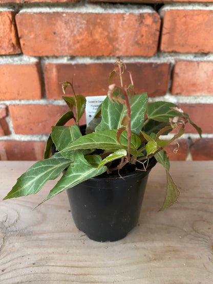 Cissus amazonica 'Jungle Vine' - 4" Pot