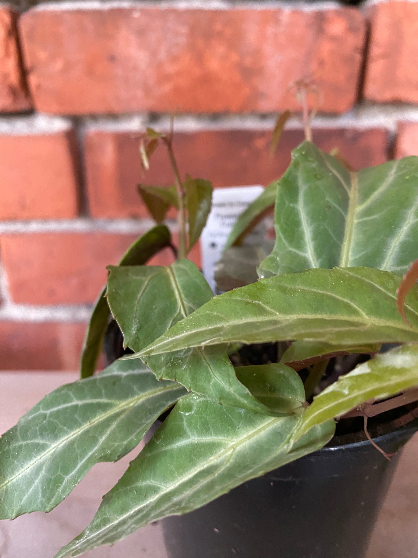Cissus amazonica 'Jungle Vine' - 4" Pot