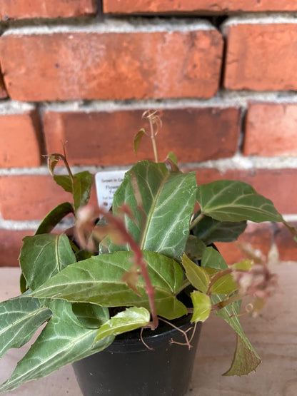 Cissus amazonica 'Jungle Vine' - 4" Pot