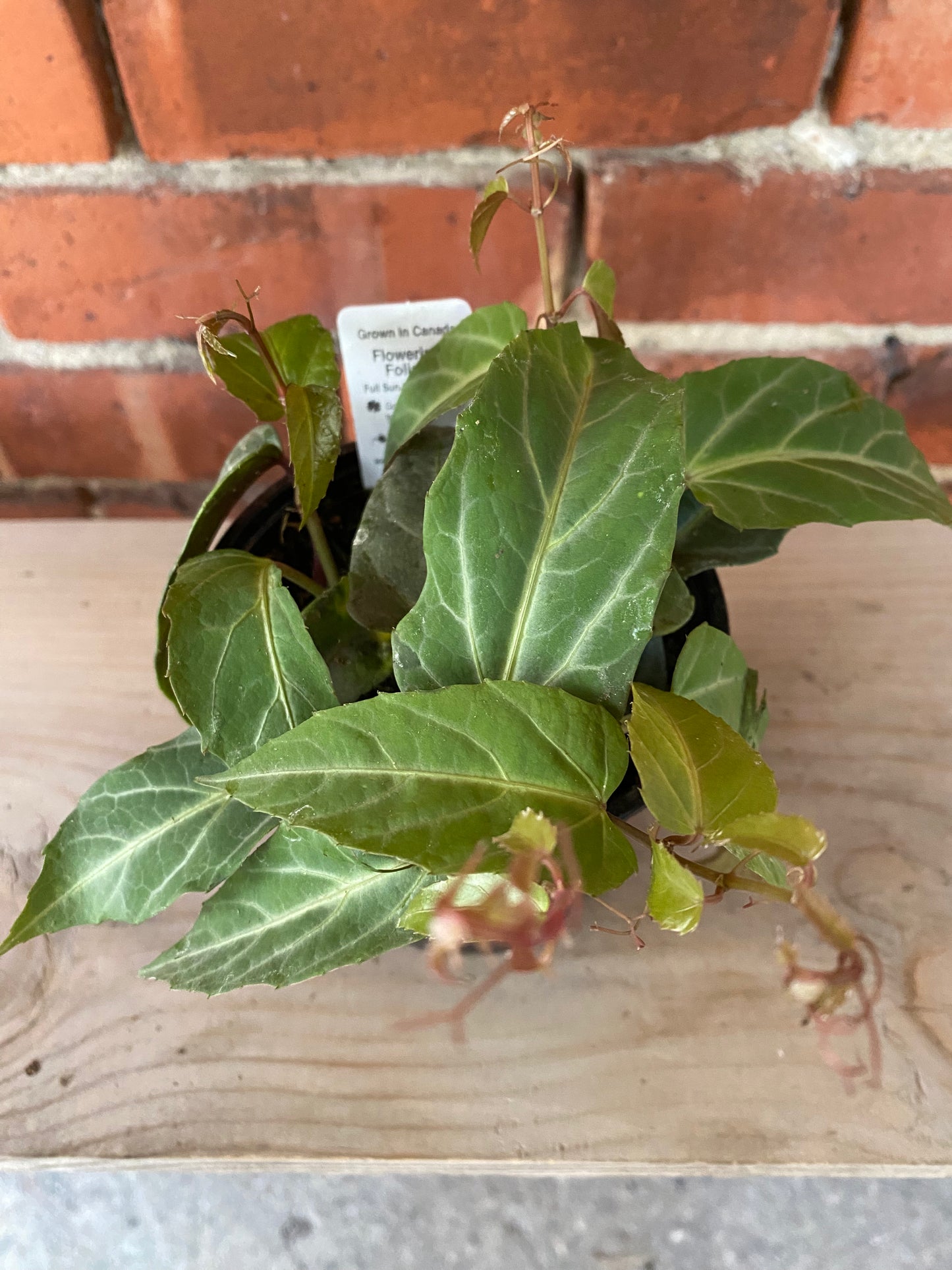 Cissus amazonica 'Jungle Vine' - 4" Pot