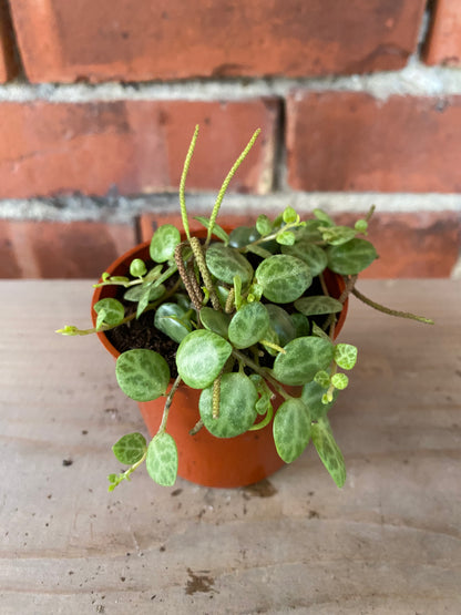 Peperomia prostrata 'String of Turtles'