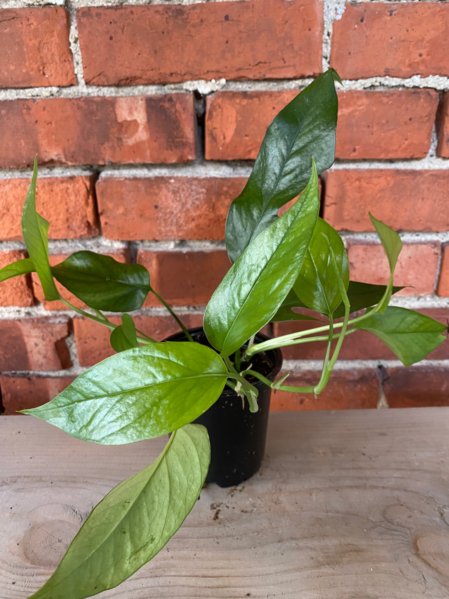 Epipremnum pinnatum ‘Baltic Blue Pothos’
