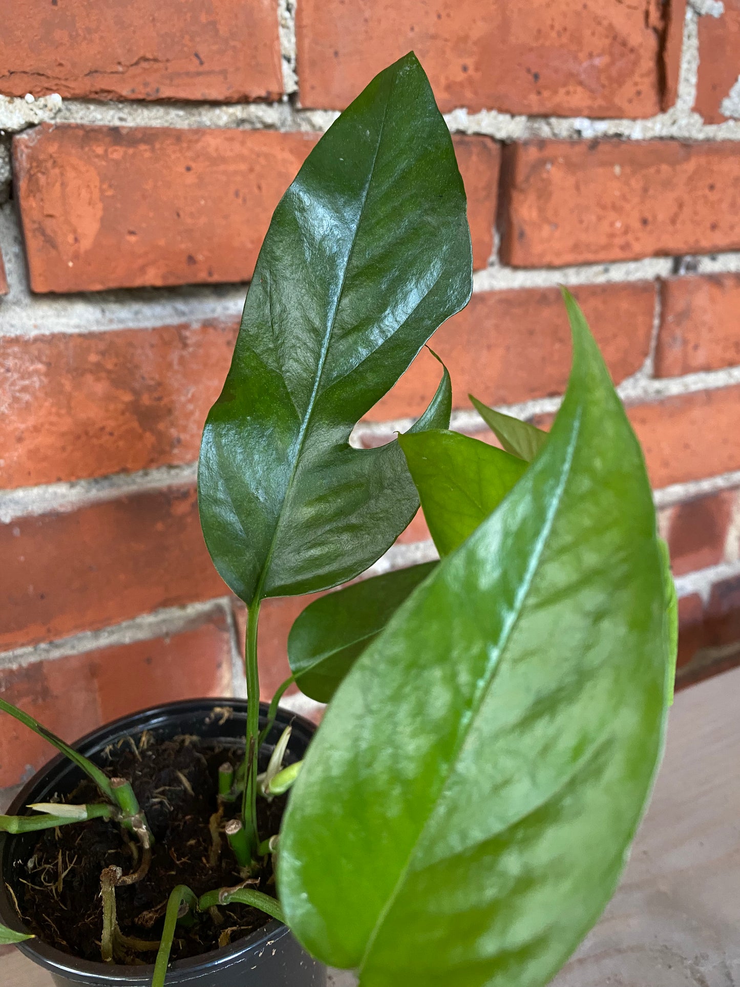 Epipremnum pinnatum ‘Baltic Blue Pothos’