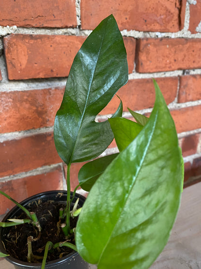 Epipremnum pinnatum ‘Baltic Blue Pothos’