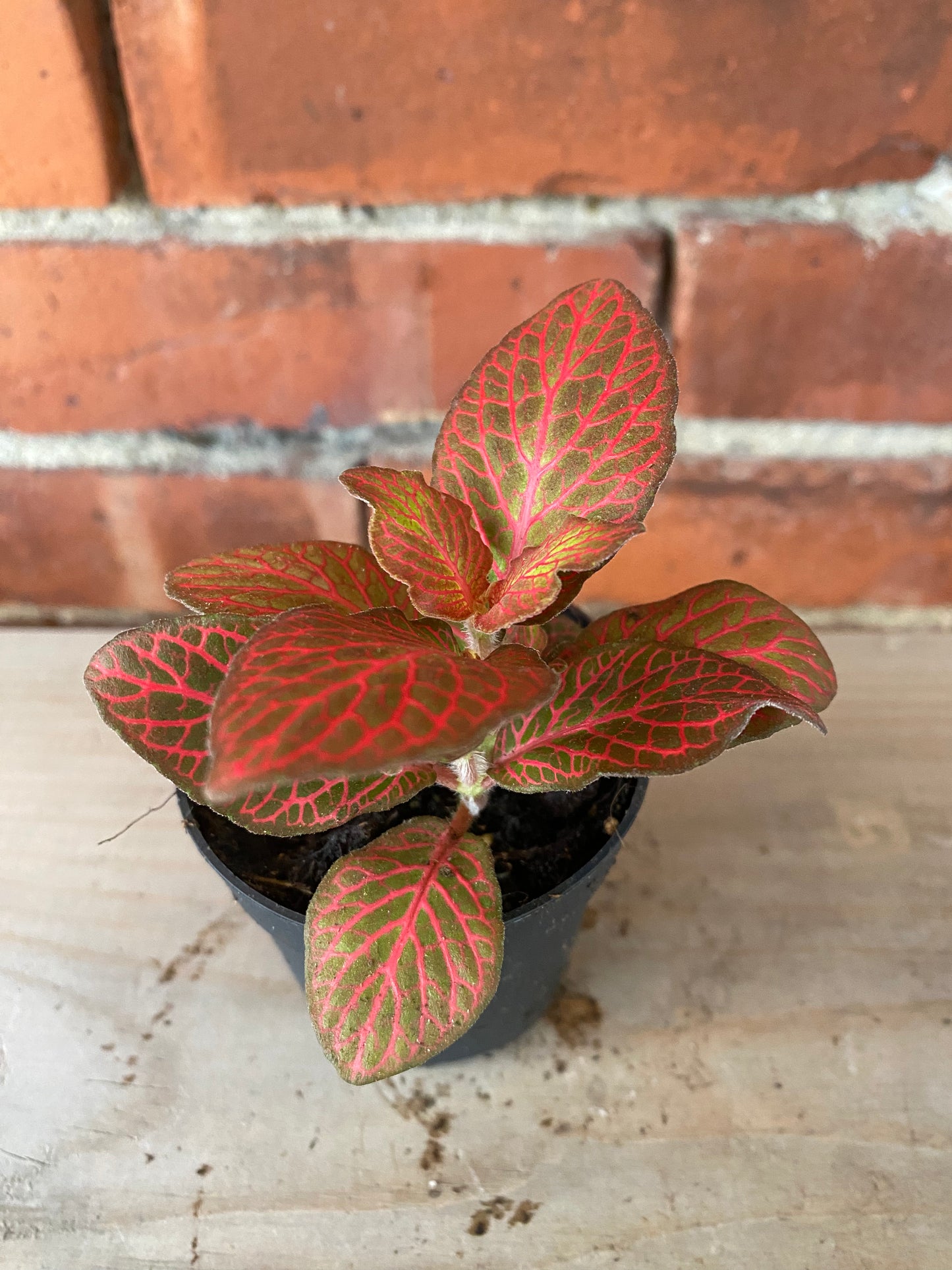 Fittonia albivenis ‘Red Cloud Nerve Plant’ - 3" Pot