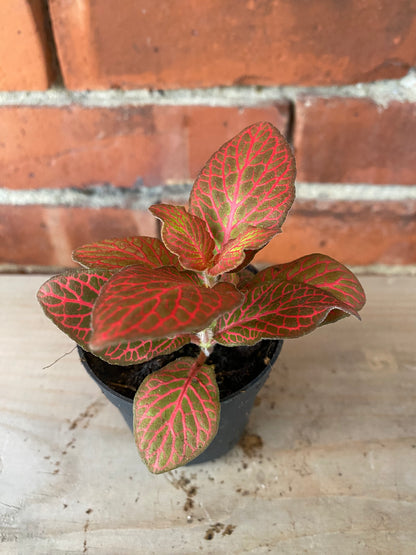 Fittonia albivenis ‘Red Cloud Nerve Plant’ - 3" Pot