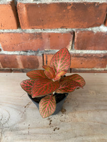 Fittonia albivenis ‘Red Cloud Nerve Plant’ - 3" Pot