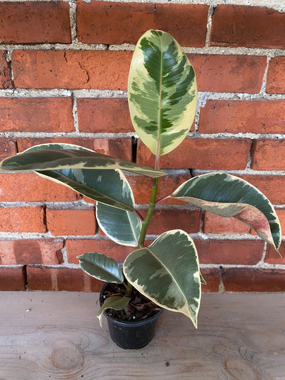 Ficus elastica ’Tineke’