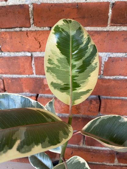Ficus elastica ’Tineke’