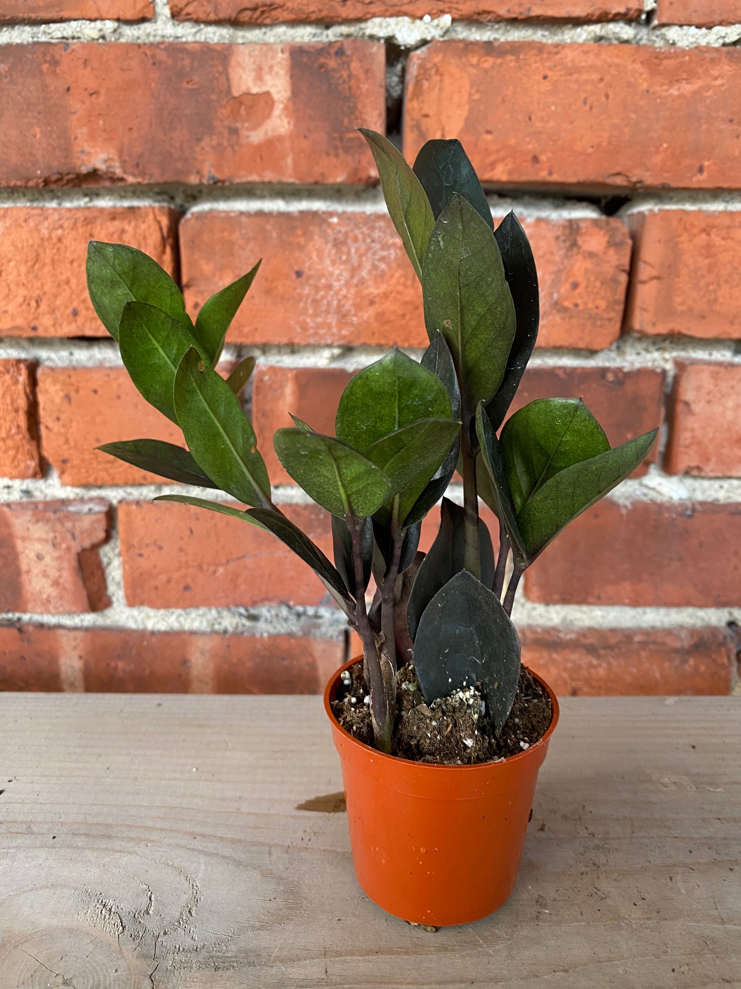 Zamioculcas zamiifolia ‘Oscuro Black ZZ' - 2.5" Pot