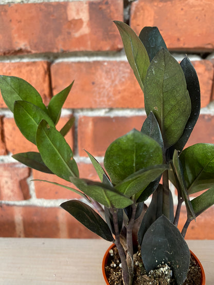 Zamioculcas zamiifolia ‘Oscuro Black ZZ' - 2.5" Pot